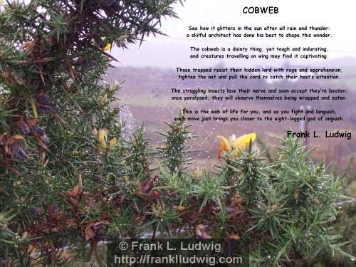1 - Cobweb